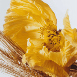 Poppy & Barley Cologne 100ml