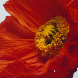 Scarlet Poppy Cologne...